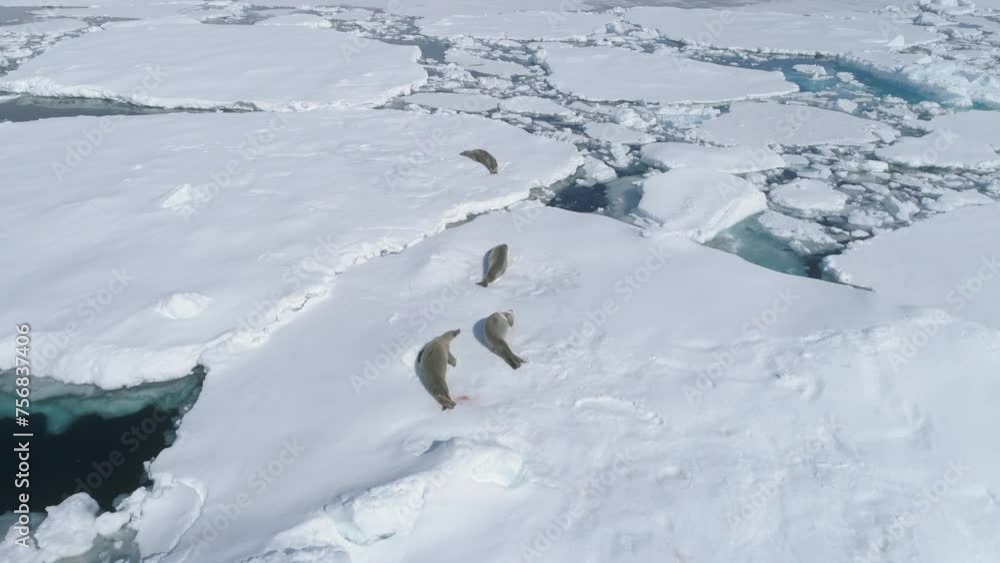 Crabeater Seal rest on Iceberg. Antarctica Wildlife. South Pole Nature Glacier Ice Melt Aerial Drone Tracking Shot. Arctic Coastline Water Surface Global Warming Concept Copter Flight View Crabeater Seal rest on Iceberg. Antarctica Wildlife. South Pole Nature Glacier Ice Melt Aerial Drone Tracking Shot. Arctic Coastline Water Surface Global Warming Concept Copter Flight View