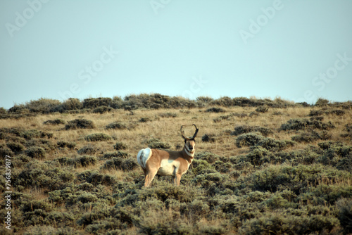 Pronghorn in the Fields of Northern Colorado