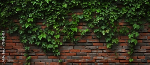 Brick Wall Texture Background with Groundcover Plant © Vusal