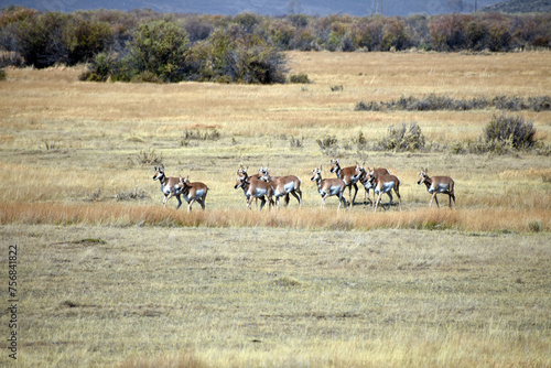 Pronghorn in North Colorado Field