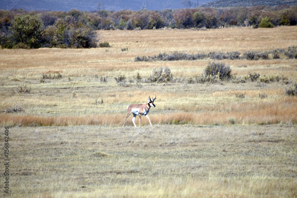 Naklejka premium Pronghorn in North Colorado Field