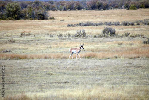 Pronghorn in North Colorado Field