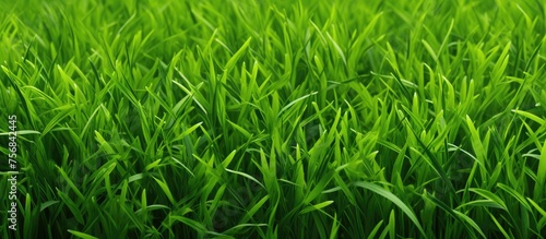 A closeup of a lush green field of grass basking in the sun, showcasing the beauty of terrestrial plants and groundcover in a grassland or lawn setting