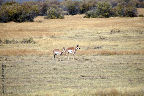 Pronghorn in North Colorado Field