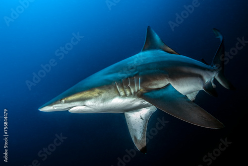 Oceanic Blacktip Shark, Carcharhinus limbatus Protea Banks, South Africa photo