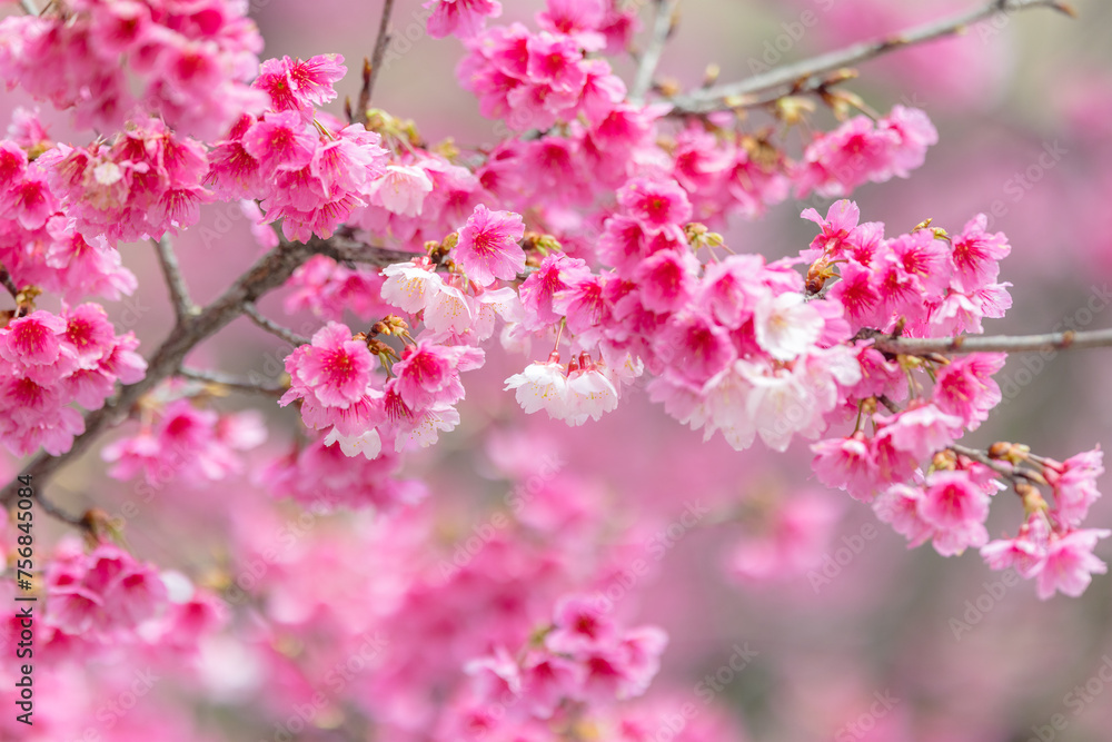 Naklejka premium Pink spring cherry blossom over the tree