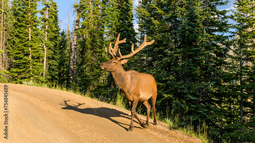 Bull Elk - A young bull elk wandering on Old Fall River Road on a sunny Summer evening. Rocky Mountain National Park, Colorado, USA. © Sean Xu