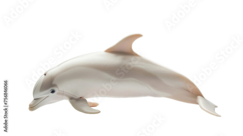 White Albino Dolphin Isolated