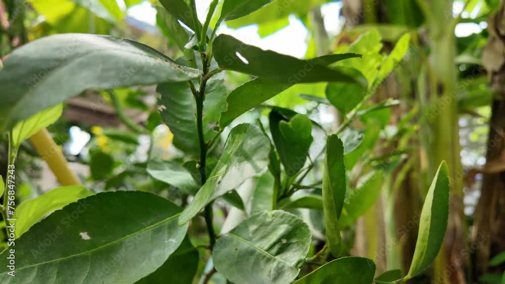 Green limes on a tree. These limes, characterized by their round shape and acidic juice-filled vesicles, typically measure between 3 to 6 centimeters in diameter. Green limes on a tree. These limes, characterized by their round shape and acidic juice-filled vesicles, typically measure between 3 to 6 centimeters in diameter.
