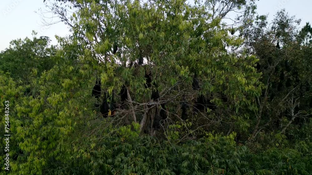 Large amount of Flying Foxes in the tree Large amount of Flying Foxes in the tree