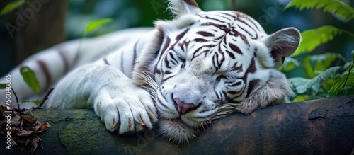 A magnificent Siberian tiger with white and black stripes is peacefully napping on a tree branch. This Felidae is a carnivorous terrestrial animal belonging to the big cats family