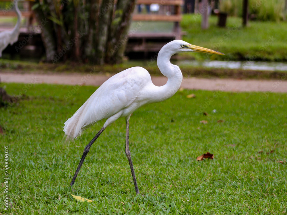 Egret, Great Egret (Ardea alba), White Egret on a lawn. white bird, white bird.