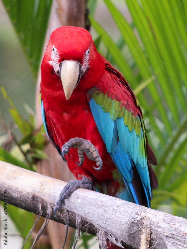 A blue and red macaw, with a blurred background