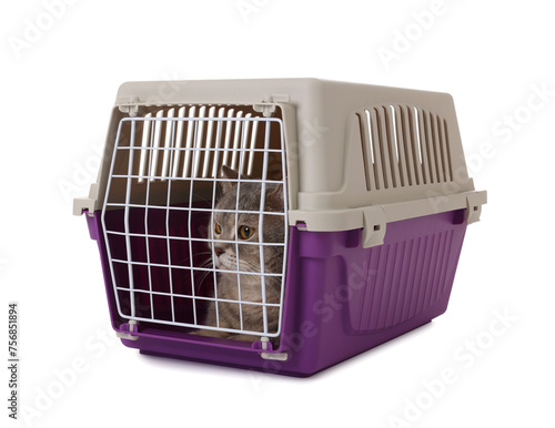 Travel with pet. Cute cat in carrier on white background
