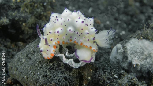 The nudibranch lays its caviar on a black stone. Purple Mexichromis (Mexichromis mariei) 30 mm. ID: translucent white to purple or cream yellow, orange marginal band, reddish-purple tubercles. photo