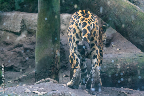 close-up of a jaguar, the most powerful feline in America