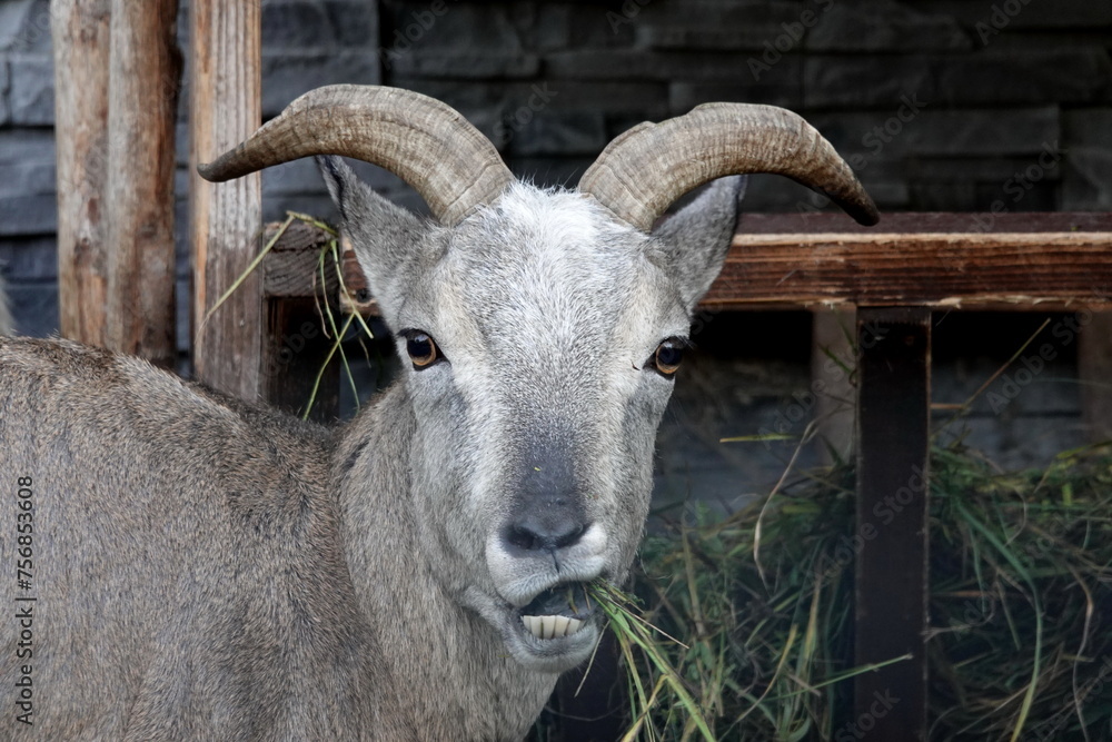 Dagestan tour (Latin Capra caucasica cylindricornis) Dagestan tour (Latin Capra caucasica cylindricornis)