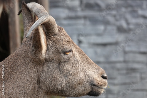 Female of the Dagestan tour (Latin Capra caucasica cylindricornis) in the zoo photo