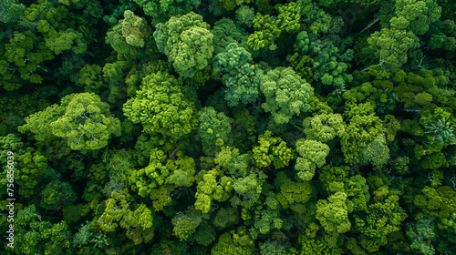 Top view of lush green forest canopy. © pprothien