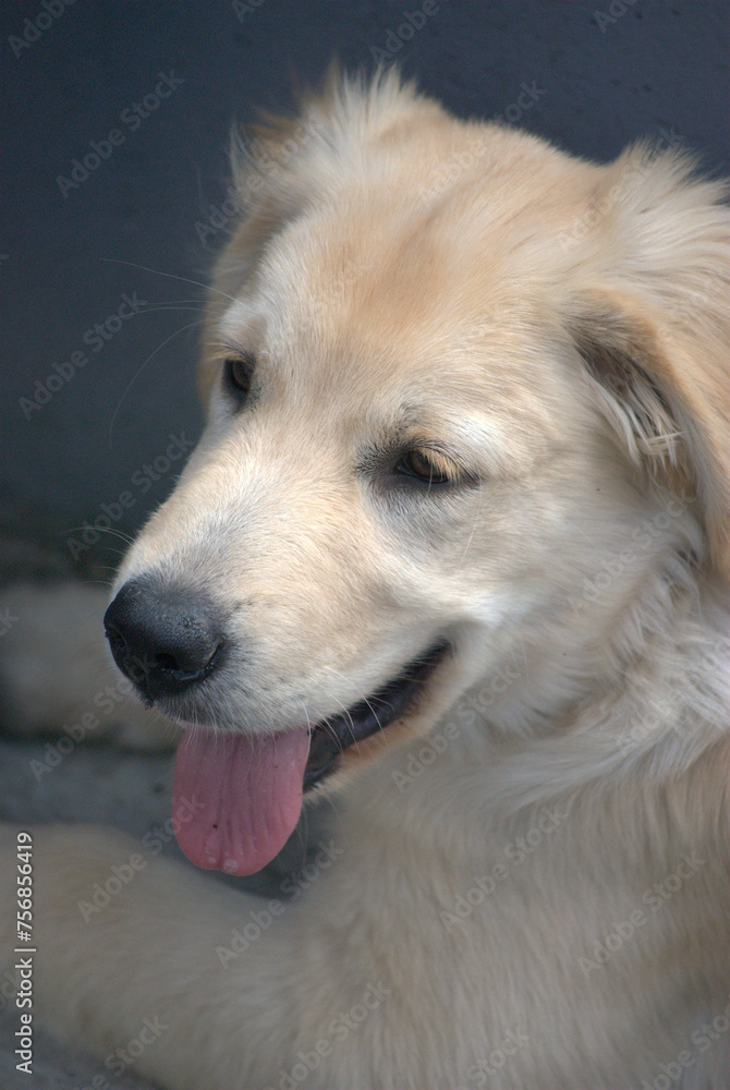 Puedes tener muchos amigos pero ninguno como un peludo que nunca te abandonara. Puedes tener muchos amigos pero ninguno como un peludo que nunca te abandonara.
