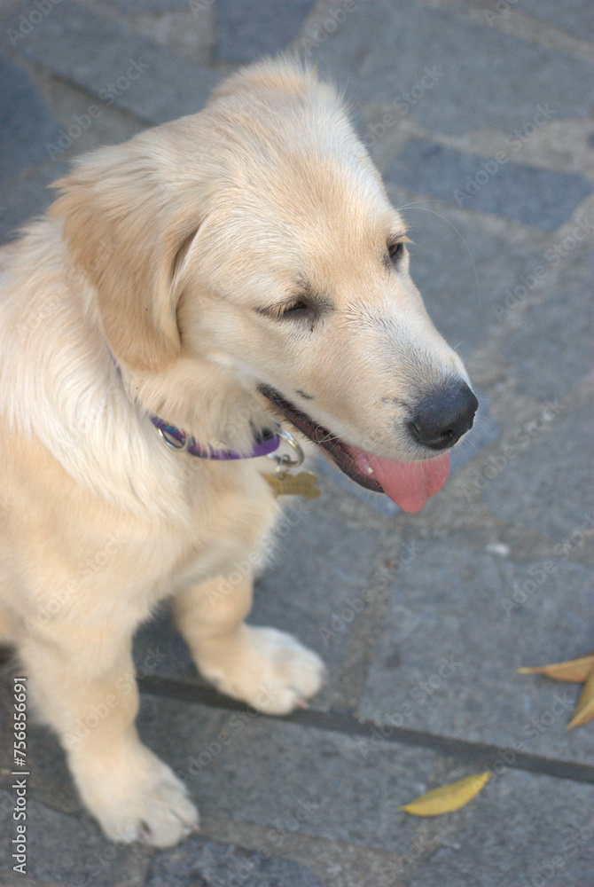 Puedes tener muchos amigos pero ninguno como un peludo que nunca te abandonara. Puedes tener muchos amigos pero ninguno como un peludo que nunca te abandonara.