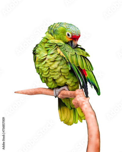 parrot isolated on white background