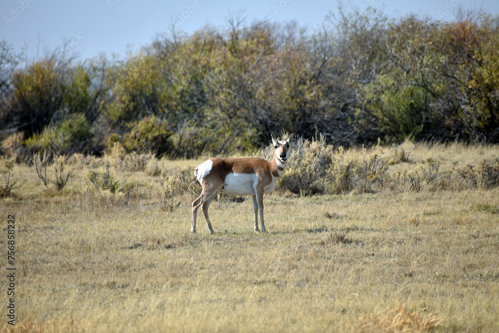 Fototapeta premium Pronghorn in North Colorado Field