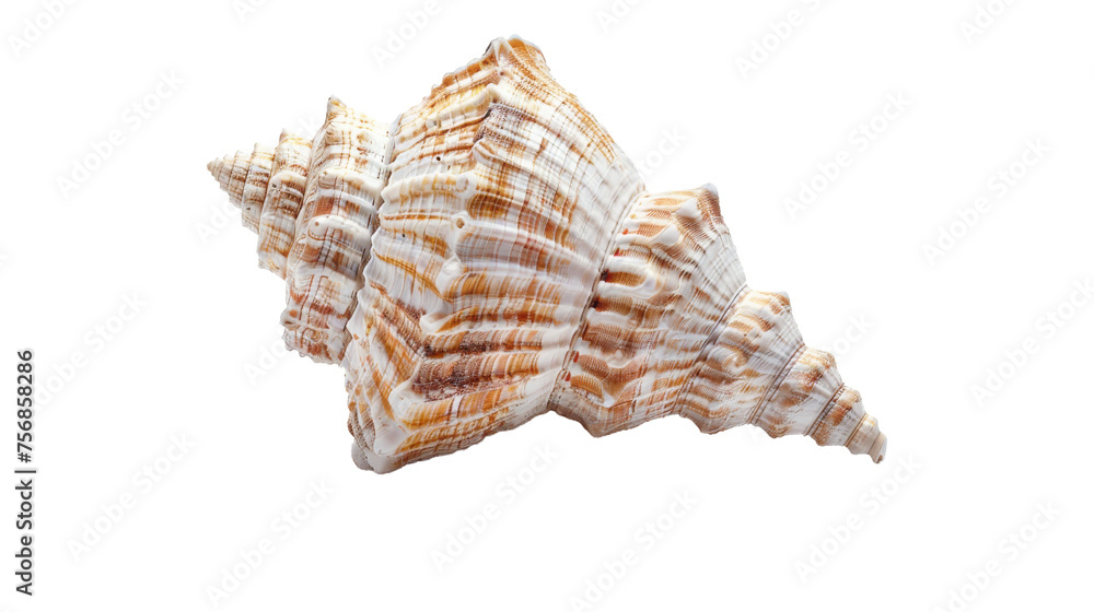 A detailed image of a spiral-shaped seashell with a patterned surface, isolated on white portraying marine life A detailed image of a spiral-shaped seashell with a patterned surface, isolated on white portraying marine life