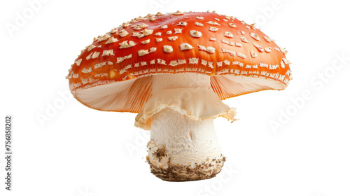 A detailed image of a single Amanita muscaria mushroom with its distinct bright red cap and white spots, isolated on white