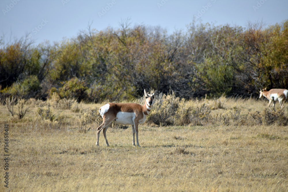 Naklejka premium Pronghorn in North Colorado Field