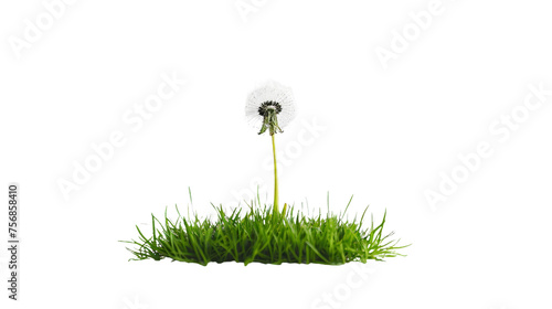 The image captures a dandelion rising above a patch of fresh green grass  emphasizing growth and the cycle of life against a white backdrop