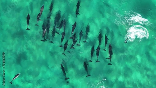 Dolphins in pristine clear water from drone Australia photo