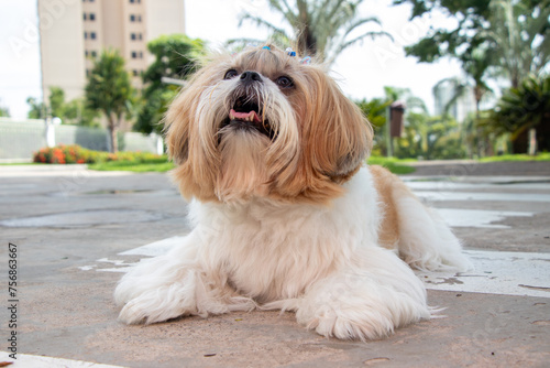 Passeio matinal de cachorro da raça shih-tzu. photo