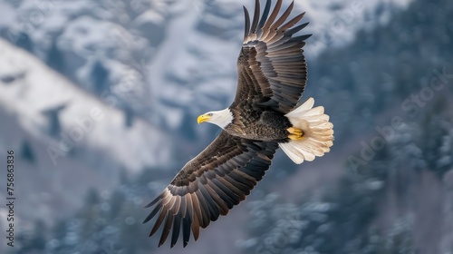 Majestic Bald Eagle Soaring with Outstretched Wings Over Snow-Capped Mountain Range in Pristine Wilderness photo