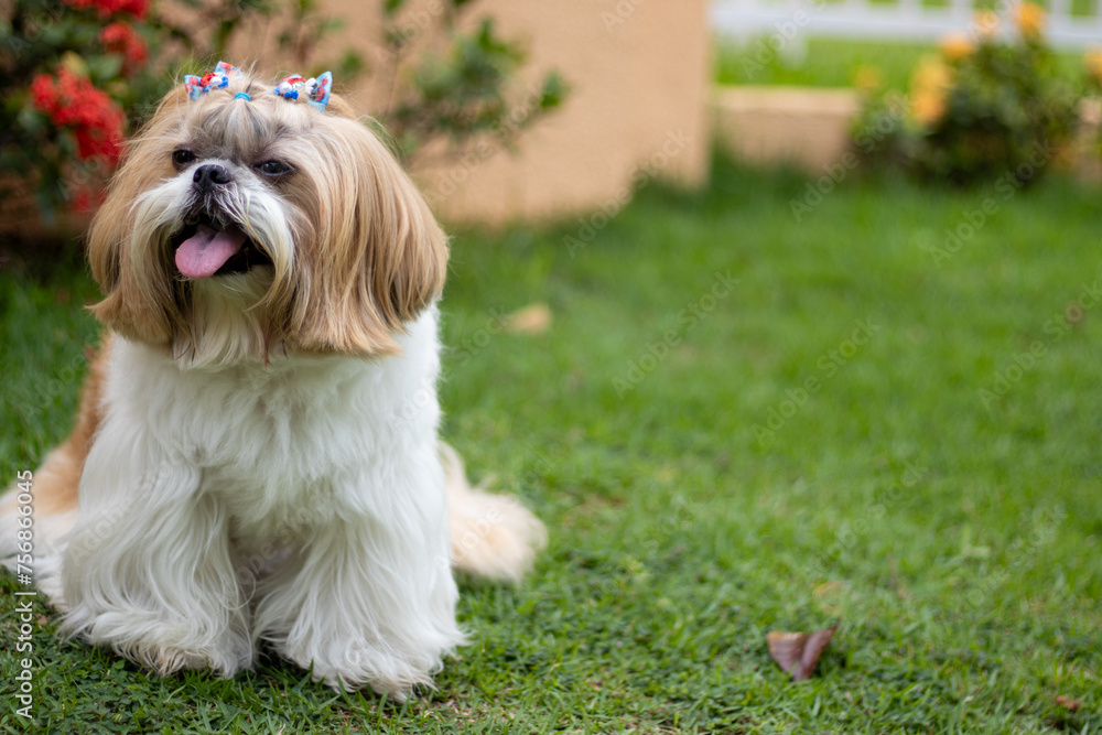 Passeio matinal de cachorro da raça shih-tzu. Passeio matinal de cachorro da raça shih-tzu.