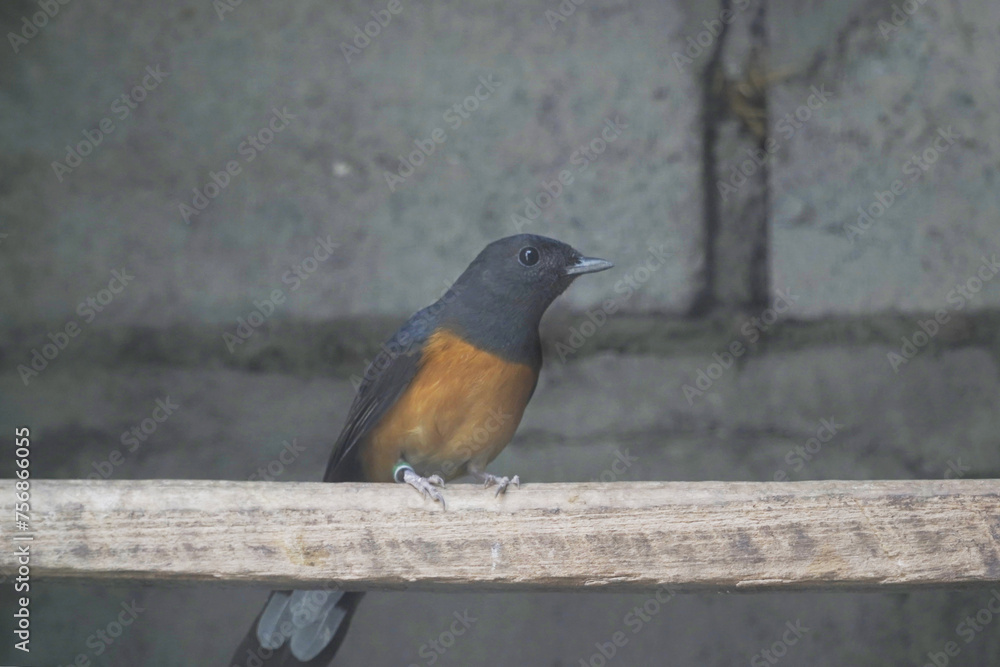 Fototapeta premium bird on the branch 