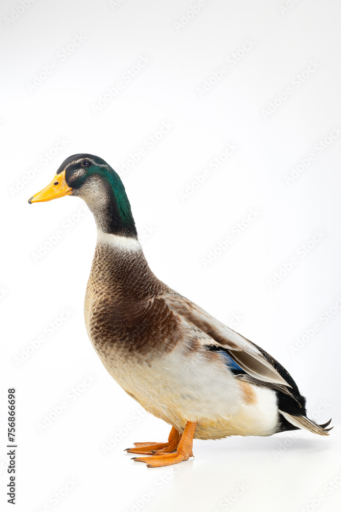 domestic mallard duck on white background. domestic mallard duck on white background.