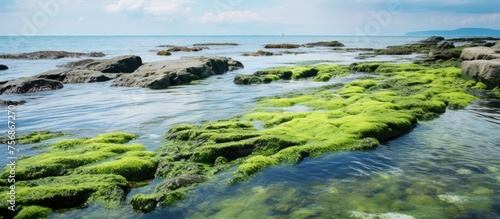 A rocky beach with green algae growing on the rocks, surrounded by water, under a clear sky. The natural landscape features grass and fluvial landforms, with wind waves creating a serene event