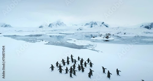 Gentoo penguins group walking snow covered hill in Antarctica. Funny sea birds running to frozen ocean bay, mountains in background. Explore Antarctic wildlife animal behavior. Aerial view drone shot