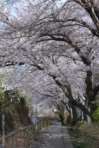 Wallpaper Mural Cherry blossom in school zone / 桜のトンネルが続く道～通学路に咲く満開の桜の花（小学校・中学校） Torontodigital.ca