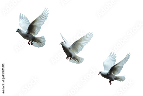 Three White doves flying on black background and Clipping path .freedom concept and international day of peace