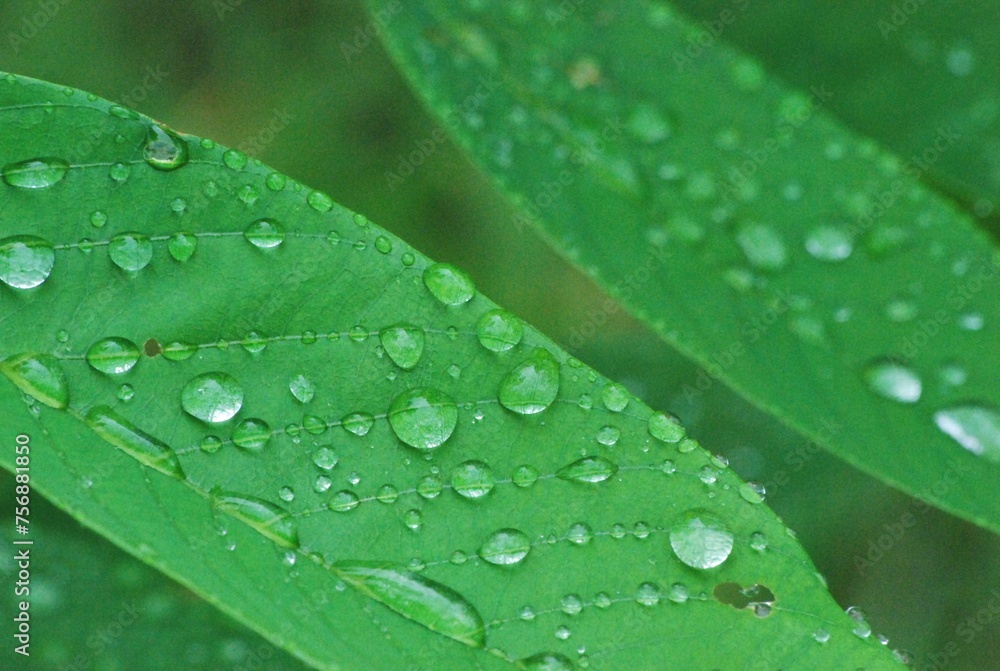 El rocio de la mañana,diamantes sobre el verde follaje!
