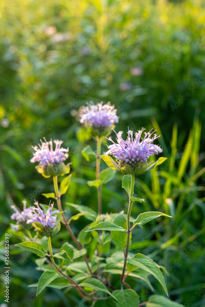 purple bee balm flowers in a garden purple bee balm flowers in a garden