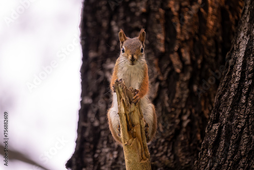 red squirrel on a tree branch in the woods © Justin Mueller
