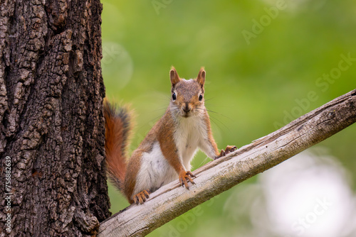 red squirrel on a tree branch in the woods