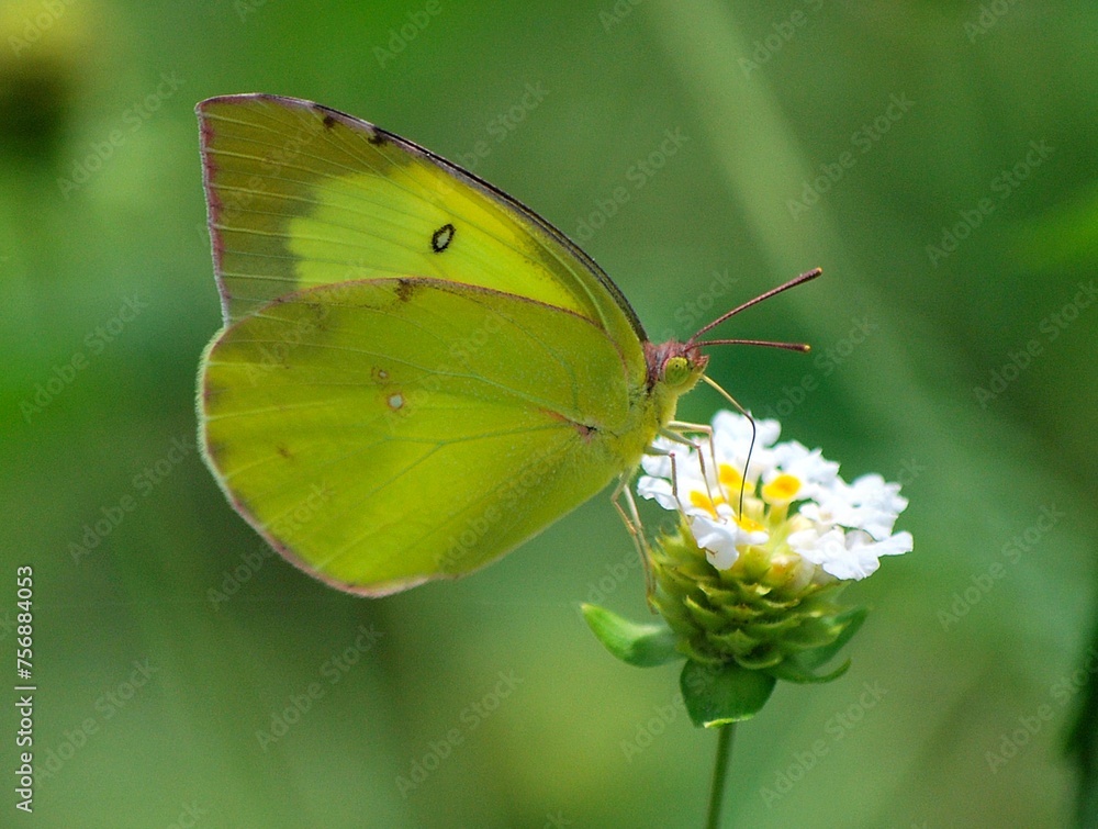 Mariposas,llenas de colores buscando el nectar de las flores. Mariposas,llenas de colores buscando el nectar de las flores.