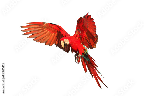 Colorful flying Green-Wing Macaw parrot isolated on transparent background png file 