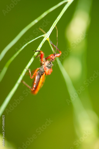 Harpactorinae Assassin Bug resting watching ever so closely for predators.