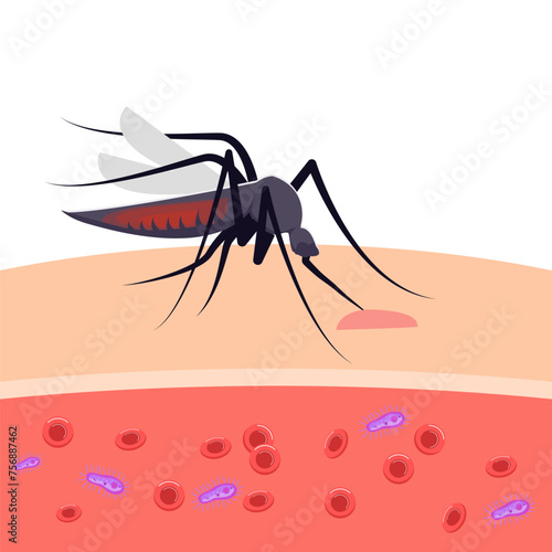 illustration mosquitoes bite the skin and infection parasites
