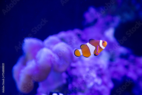 a clownfish or Amphiprion ocellaris swimming alone around anemn and coral